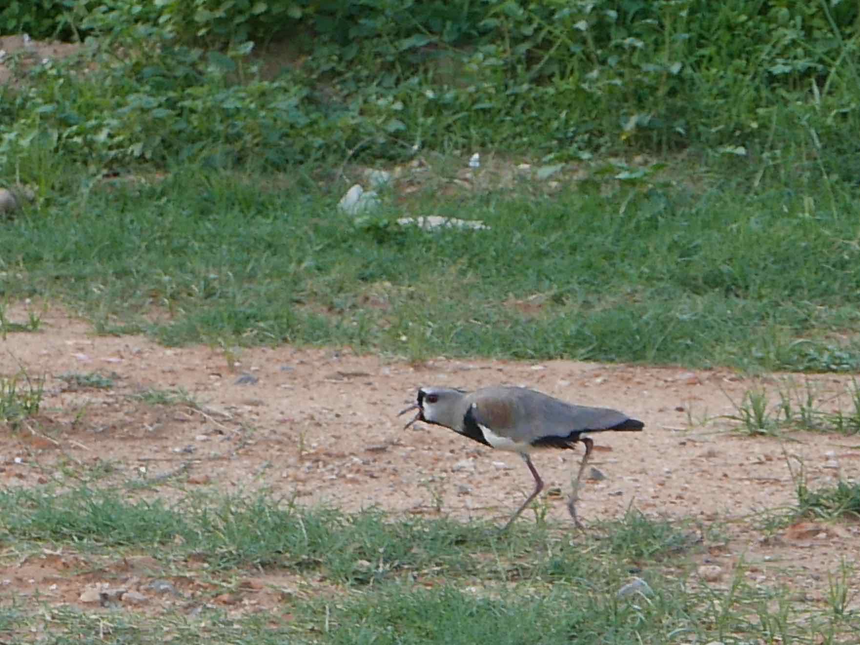  Southern Lapwing 