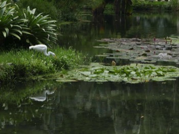  egret in the Jardim Botanico 