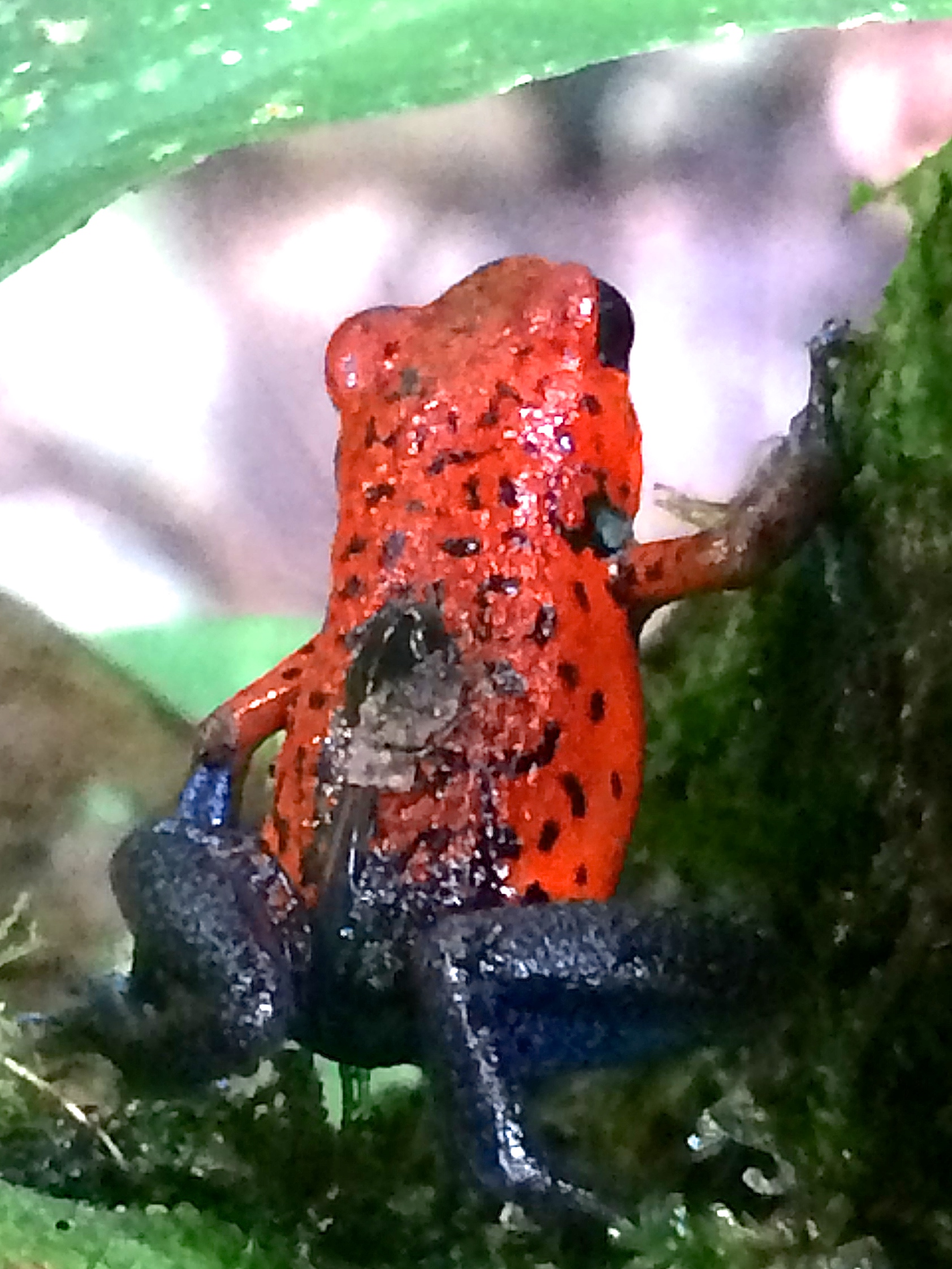  poison dart frog with tadpole 