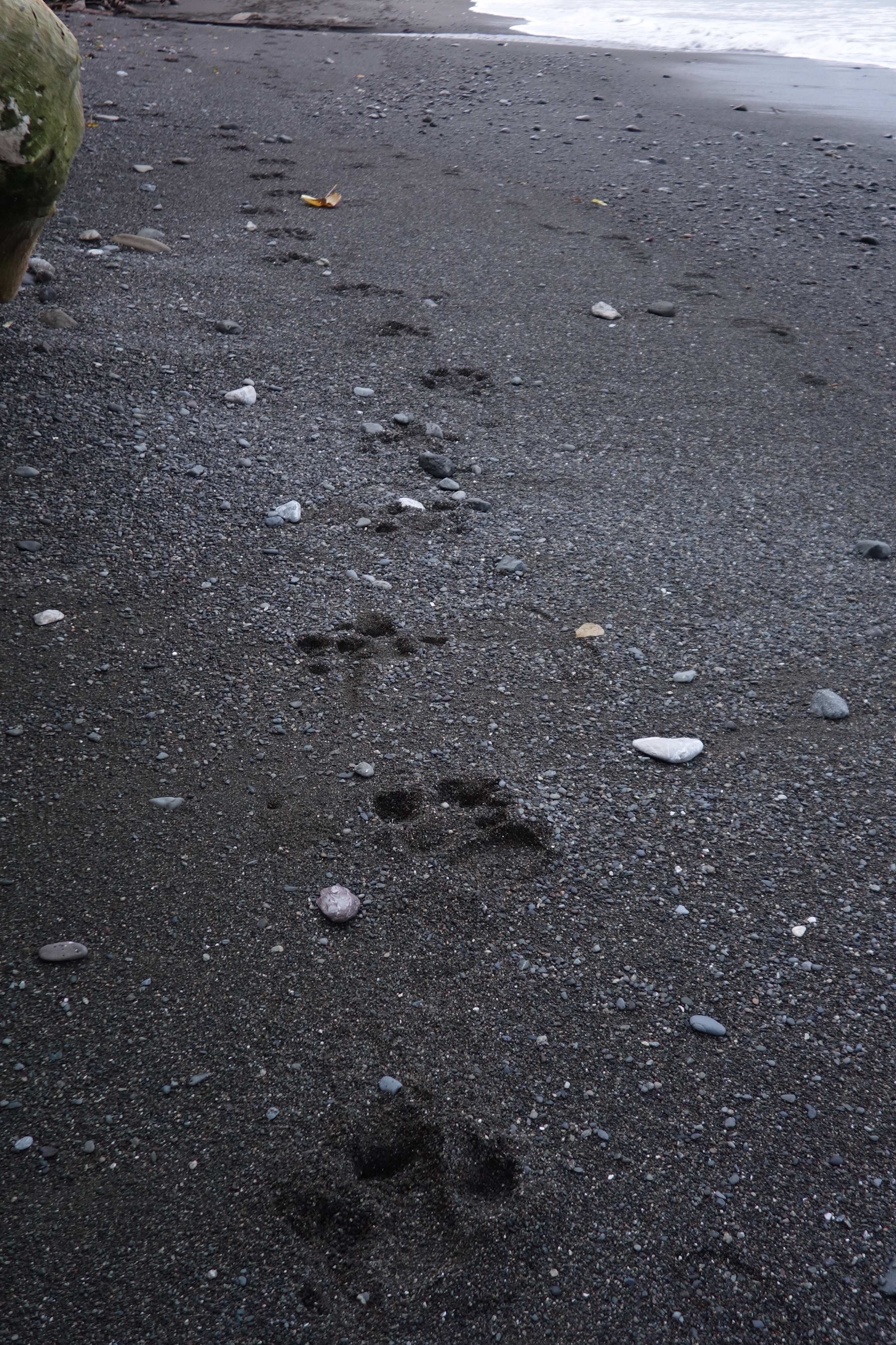  puma tracks in Corcovado 