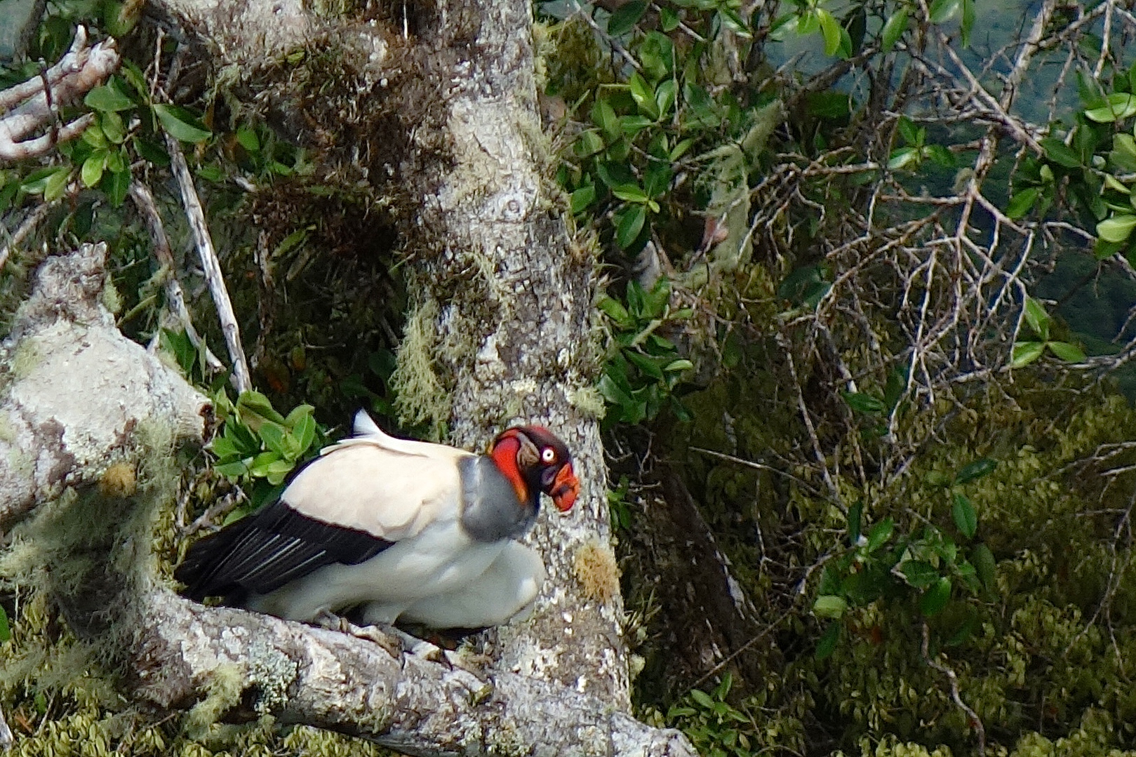  king vulture roost 
