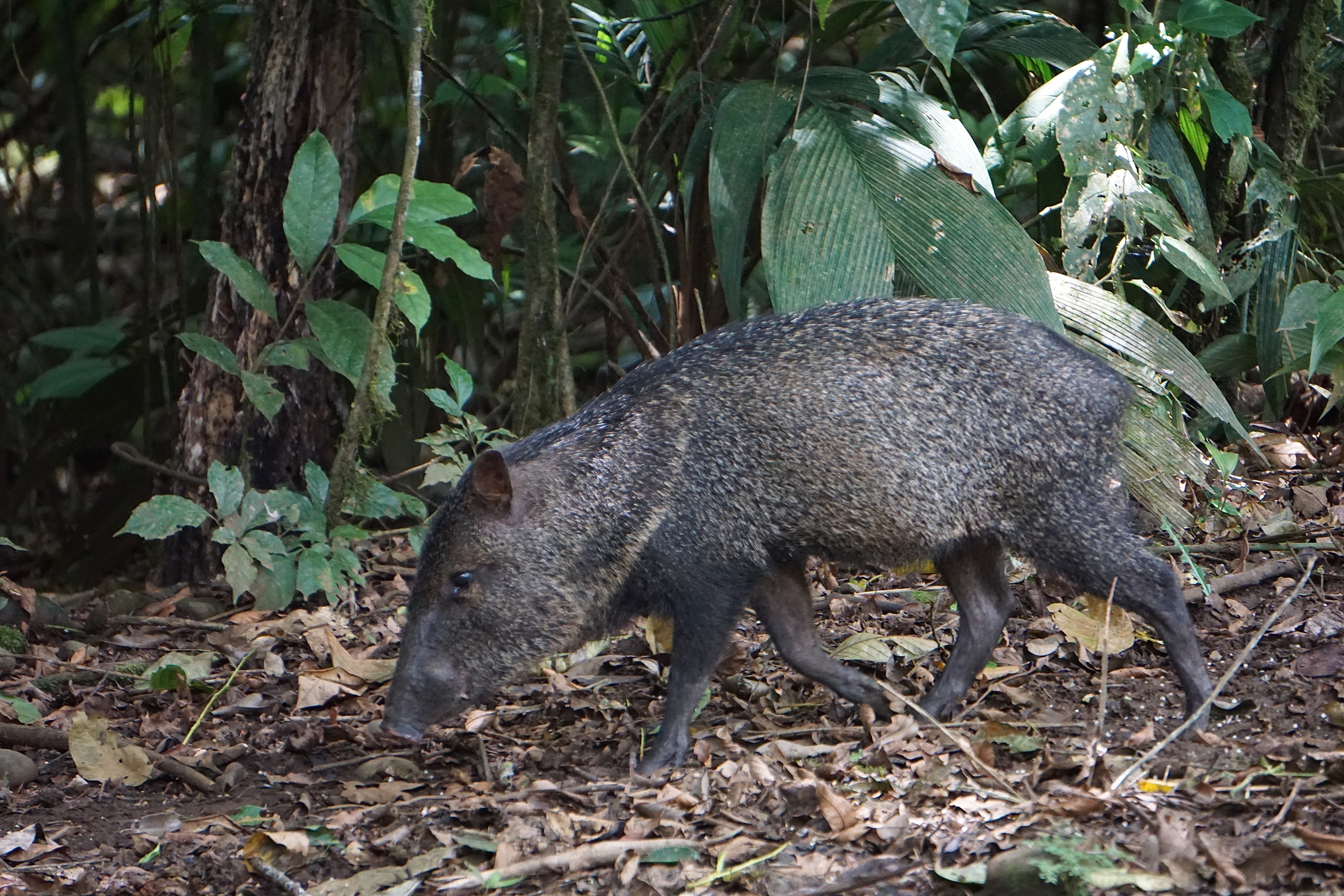 white collared peccary 