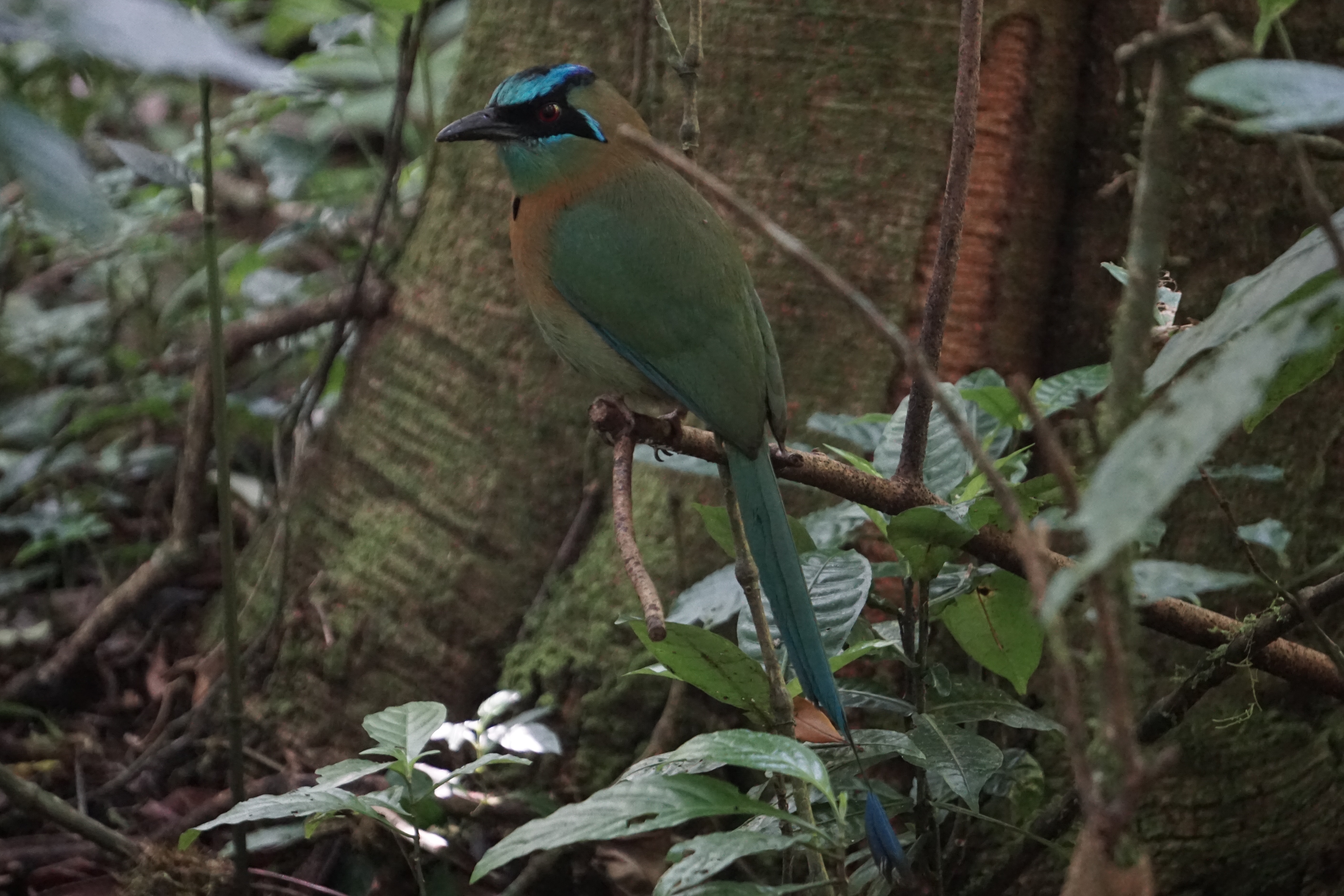  tourquoise browed motmot 