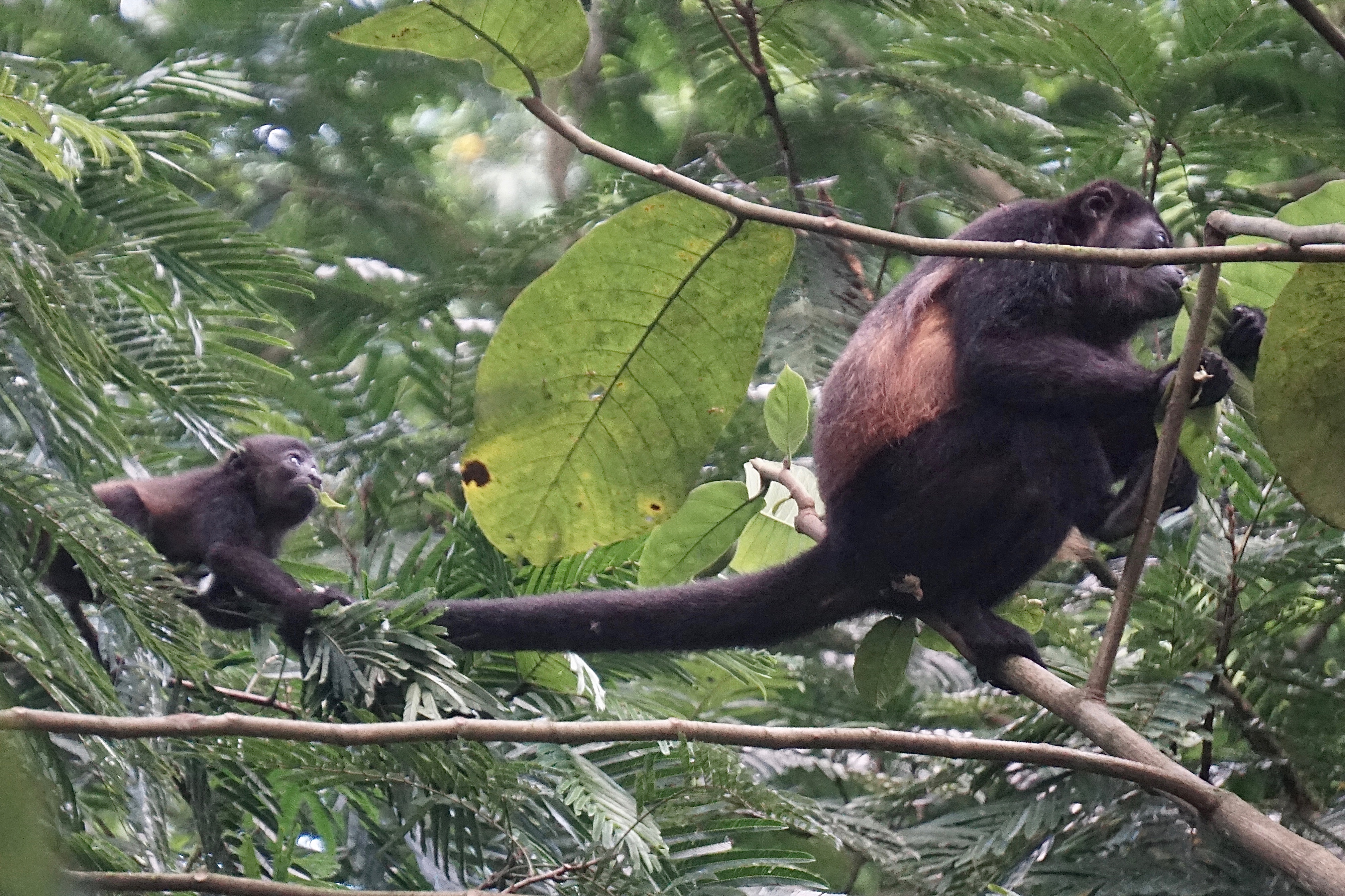  howler monkeys 