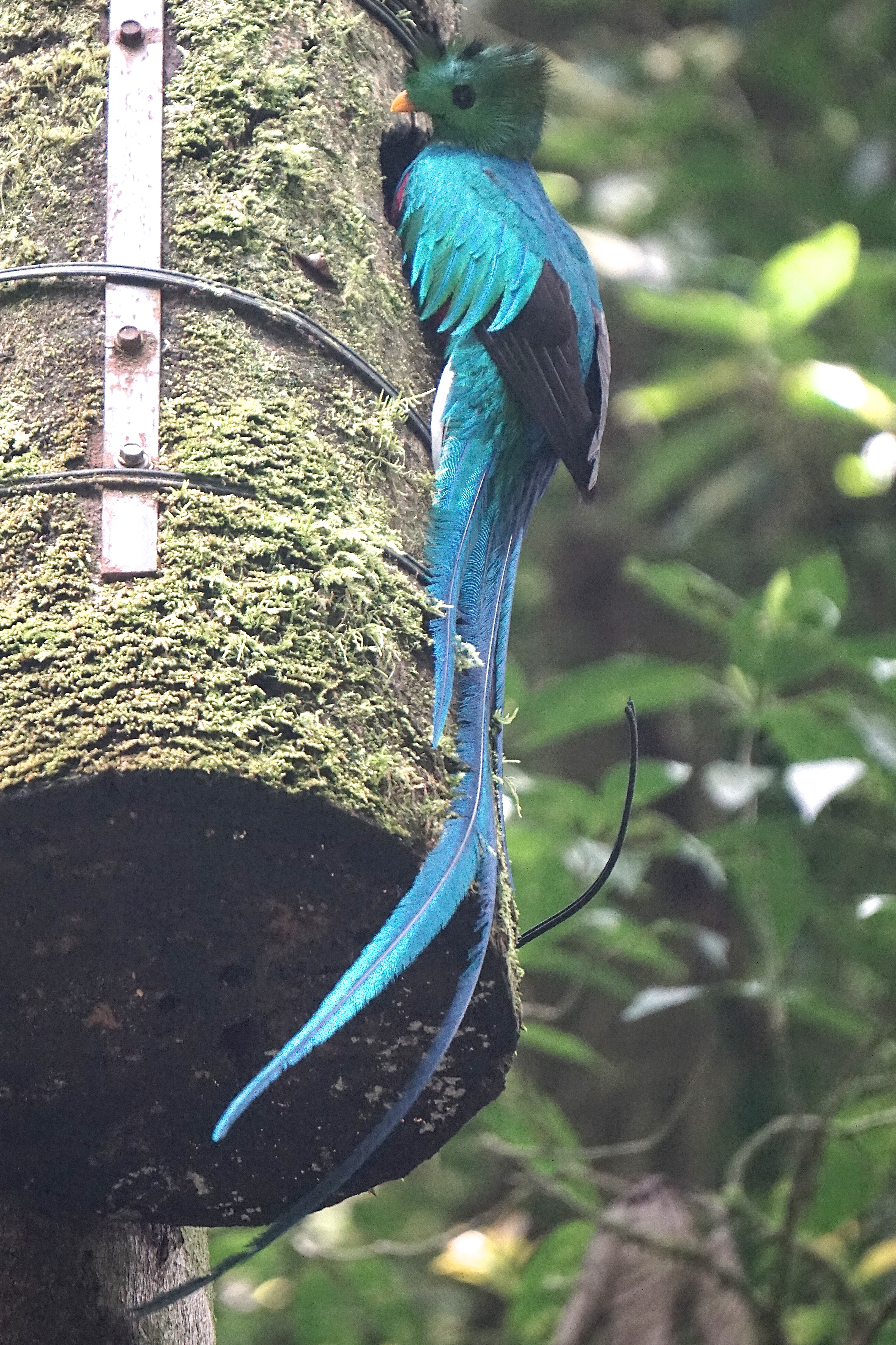  resplendant quetzal 