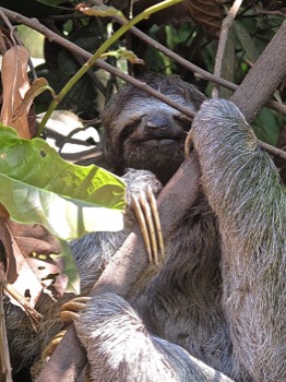  sloth 