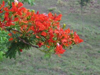  flame tree 