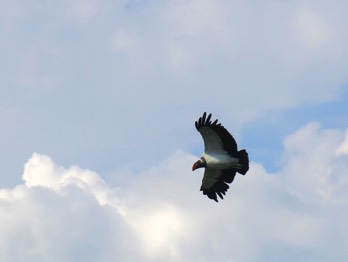  king vulture 