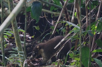  coatimundi 