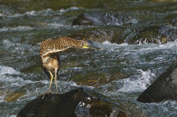  tiger heron 