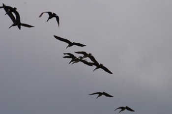  brown pelicans 