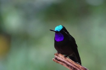  purple-throated mountain gem 