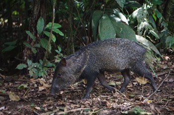  white collared peccary 