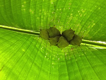  Honduran white bats sleeping 