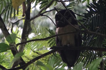  spectacled owl 