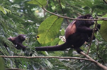  howler monkeys 