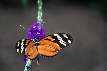  mariposa 