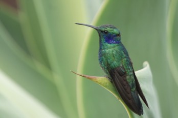  lesser violetear 
