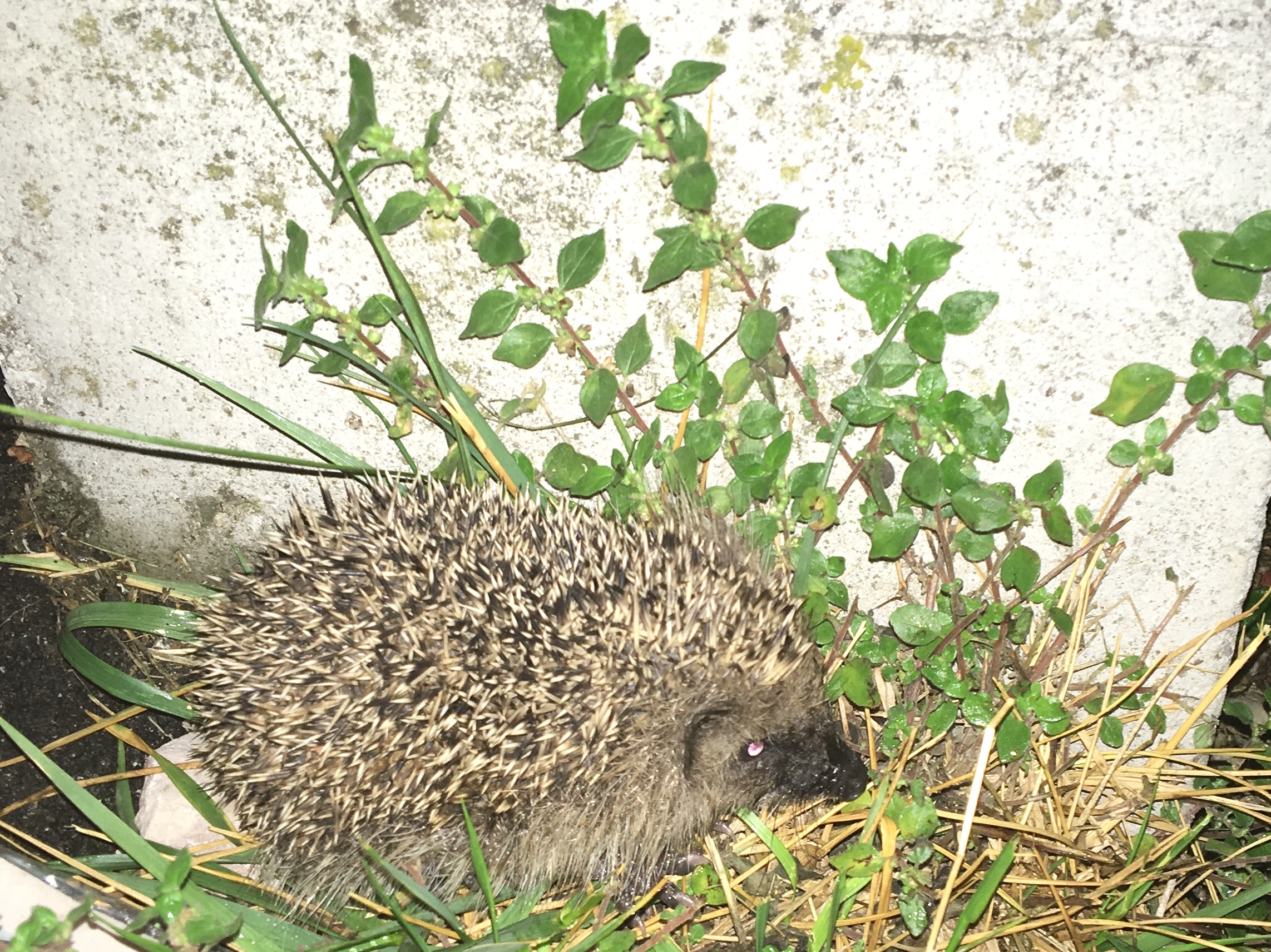  young hedgehog 