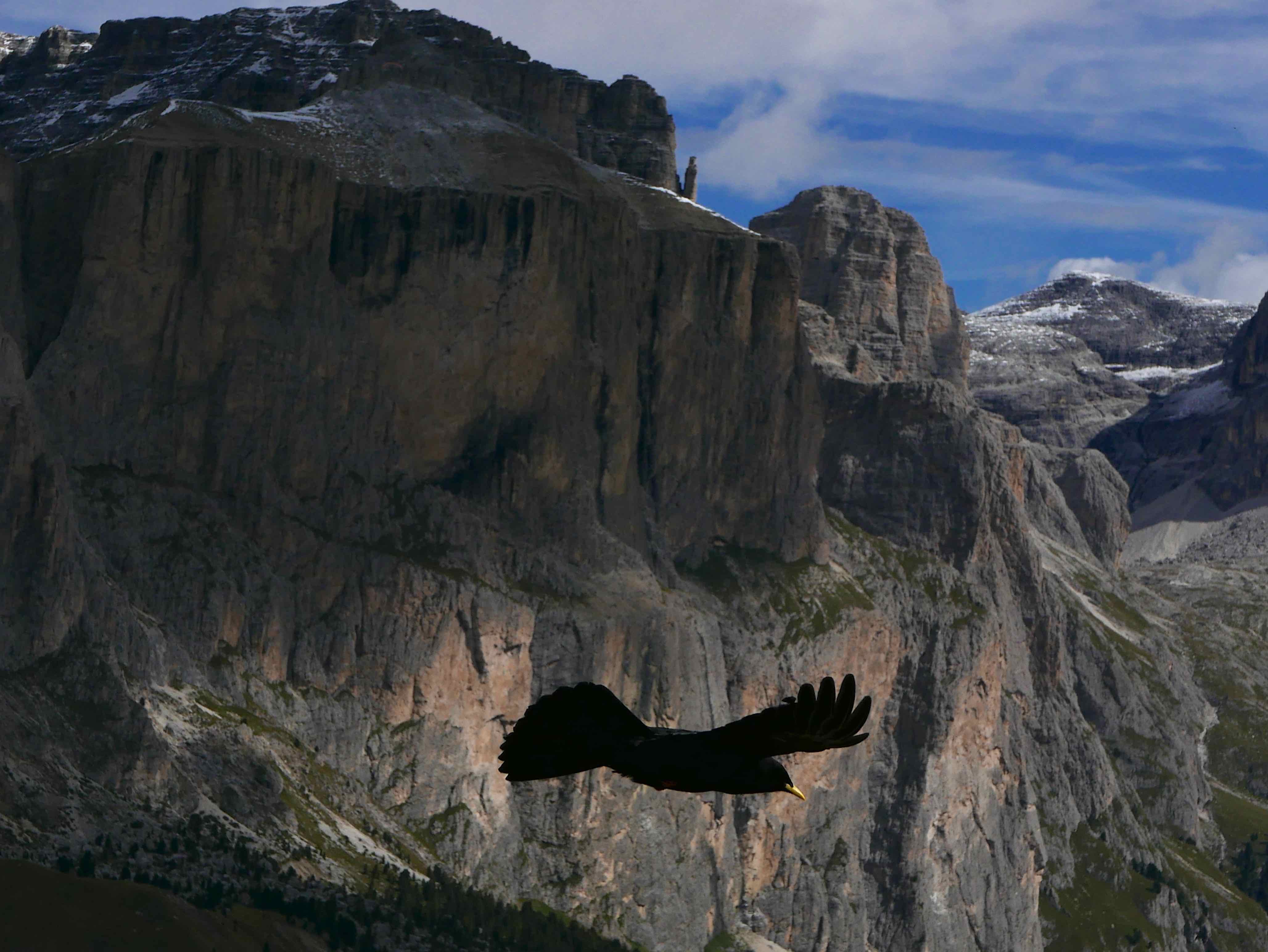  Yellow billed Chough 