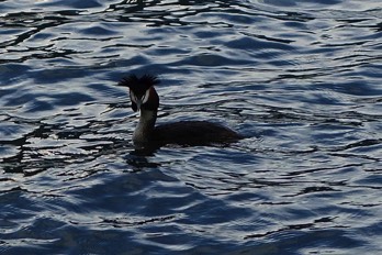  Great crested grebe 