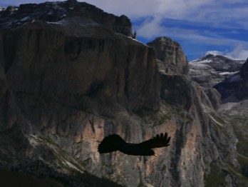  Yellow billed Chough 